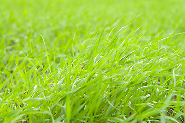 Image showing green grass