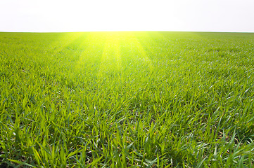 Image showing grass and sun