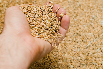 Image showing grains of wheat are in a hand