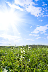 Image showing green meadow and sunny