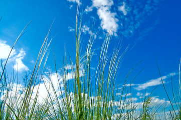 Image showing grass on blue sky background