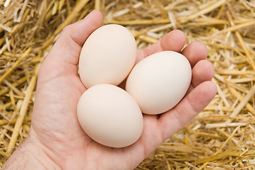 Image showing eggs