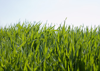 Image showing green grass and sky