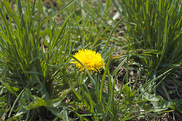 Image showing dandelion in field