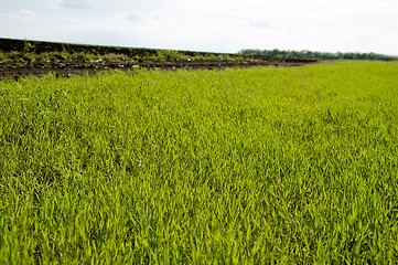 Image showing view to green grass in field