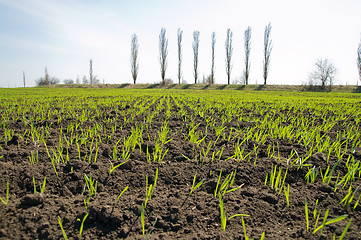 Image showing spring field