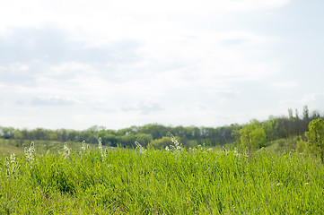 Image showing green grass