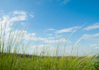 Image showing Green grass and sky