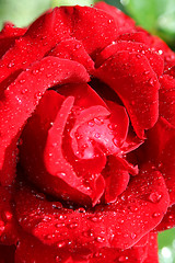 Image showing Red rose