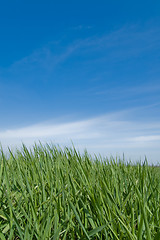 Image showing green grass and sky