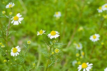 Image showing chamomile