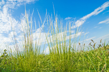 Image showing Feather grass