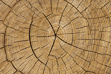 Image showing cut of tree as textured background