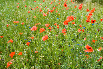 Image showing meadow of poppies and cornflowers