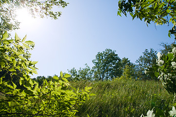 Image showing natural frame with tree and meadow