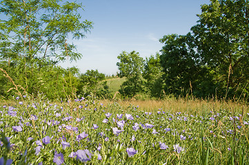 Image showing magic meadow in nature