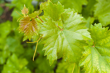 Image showing young leaf on the bush of vine