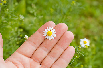 Image showing hand with chamomile