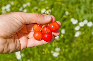 Image showing cherry berry