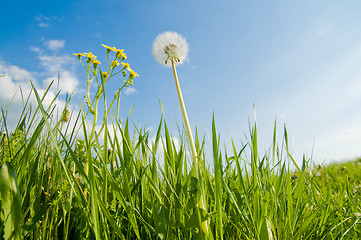 Image showing old dandelion in green grass field and blue sky