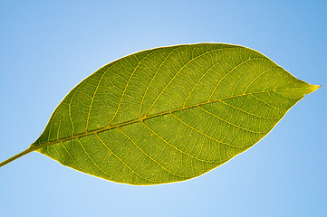 Image showing green leaf of walnut