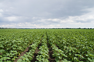 Image showing field of green sunflowers