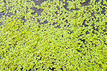 Image showing green duckweed on water as background