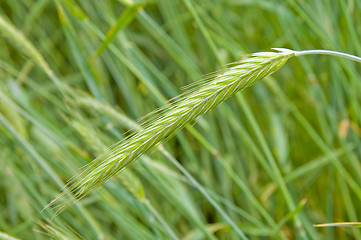 Image showing one green ear of rye