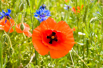 Image showing red poppy and blue cornflowers in nature