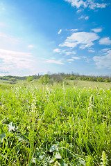 Image showing good meadow