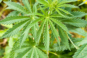 Image showing bush of green hemp closeup