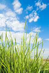 Image showing grass and sky