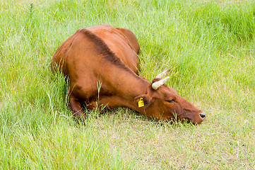 Image showing a red steppe cow lies on a grass