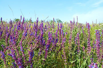 Image showing colorful wild flowers