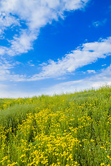 Image showing green meadow and blue sky