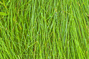 Image showing green grass as background