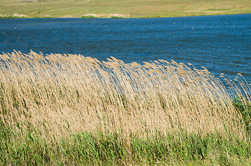 Image showing cane and water