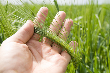 Image showing hand with one green barley