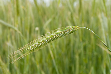 Image showing one green ear of rye