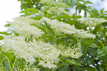 Image showing sambucus