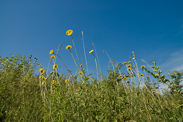 Image showing yellow flower on blue sky background