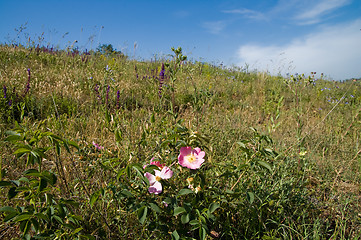 Image showing nature view with flower