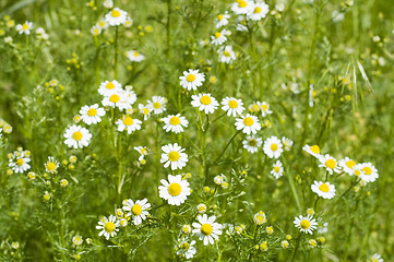 Image showing chamomiles flowers