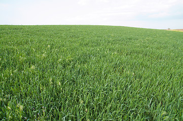 Image showing green field goes to horizon