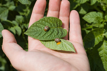 Image showing Colorado potato beetle