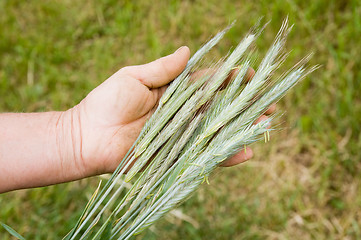 Image showing hand with green ears of rye