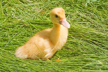 Image showing little duck on a green grass