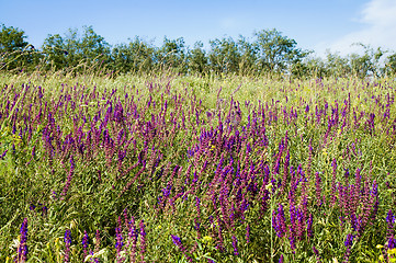 Image showing nature meadow with flowers view