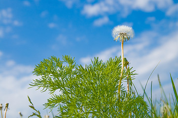 Image showing Dandelion