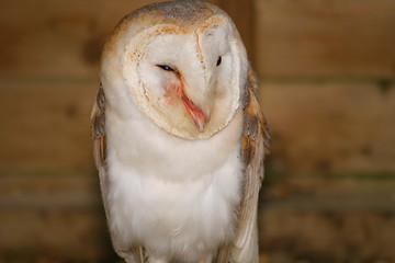 Image showing Barn Owl